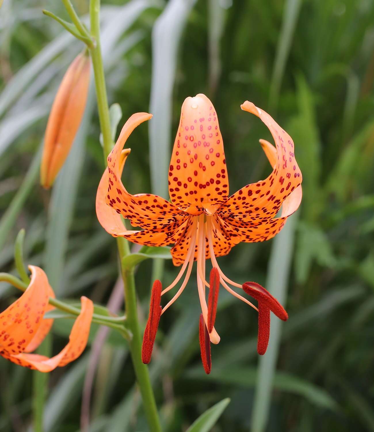 Image of Lilium leichtlinii var. maximowiczii (Regel) Baker