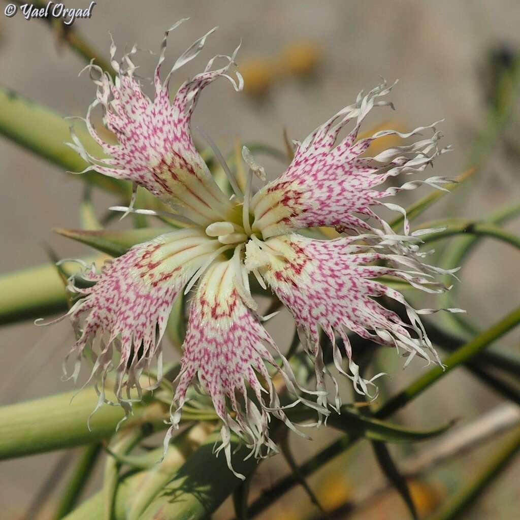 Image of Dianthus libanotis Labill.