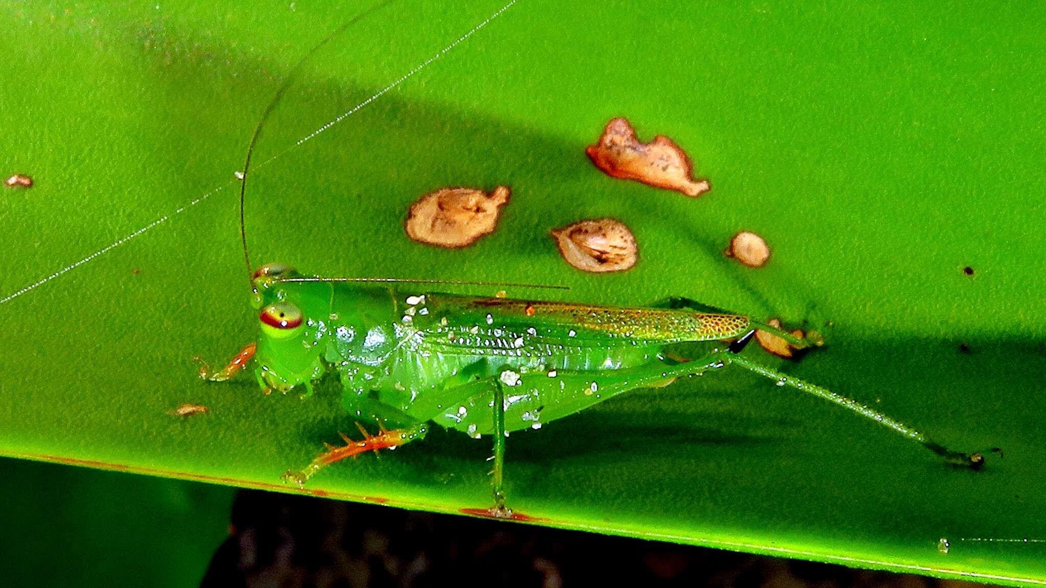 Image of Cephalophlugis cephalotes (Bolívar & I. 1888)