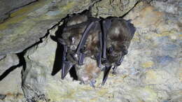 Image of Formosan Lesser Horseshoe Bat