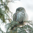 Image of Glaucidium passerinum passerinum (Linnaeus 1758)