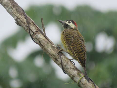 Image of Spot-breasted Woodpecker