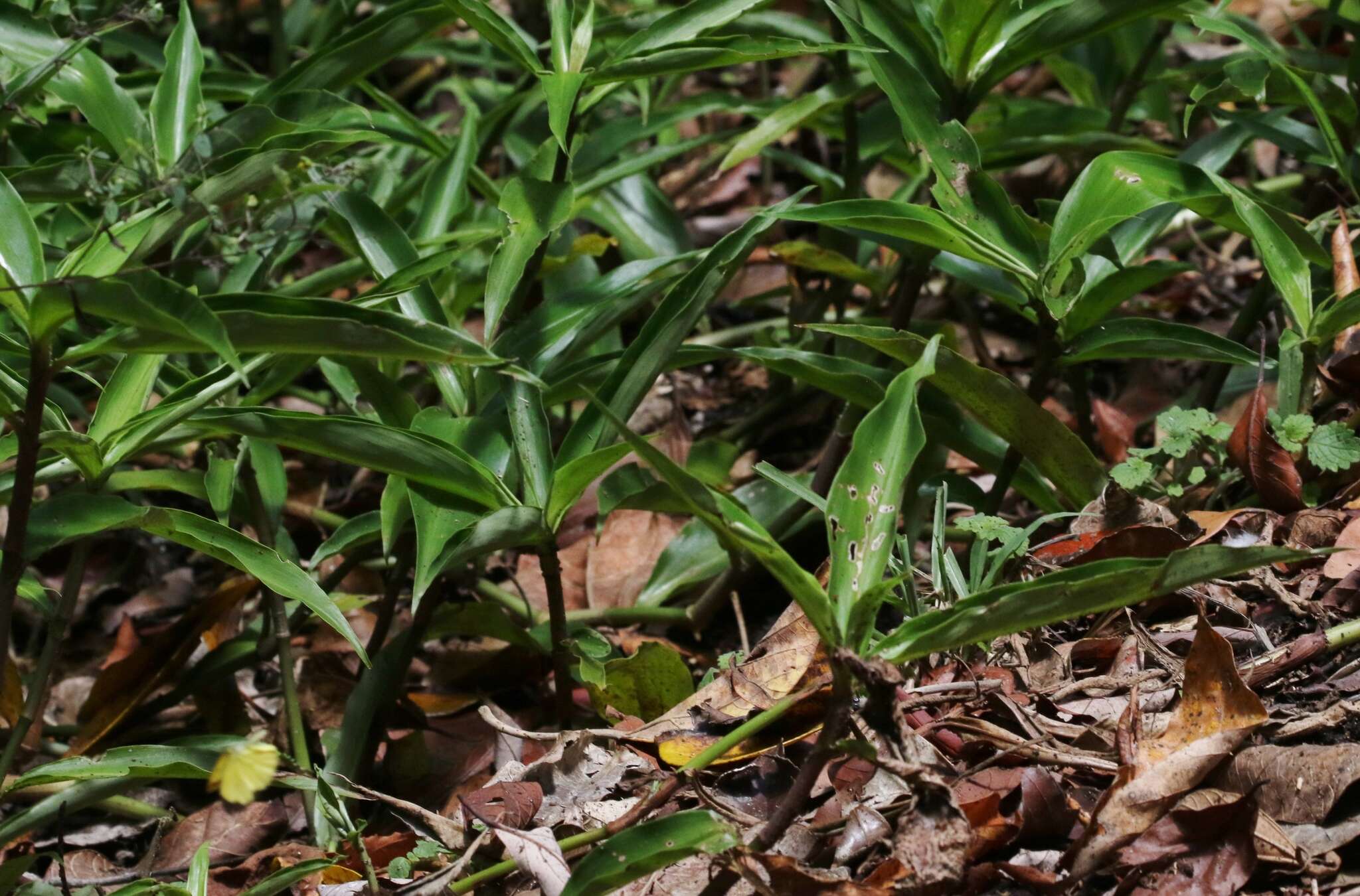 Слика од Pollia macrophylla (R. Br.) Benth.