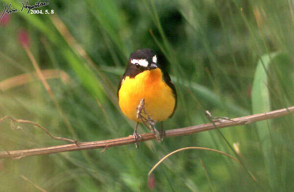 Image of Yellow-rumped Flycatcher