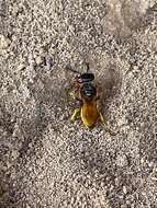 Image of Philanthus triangulum abdelcader Lepeletier 1845