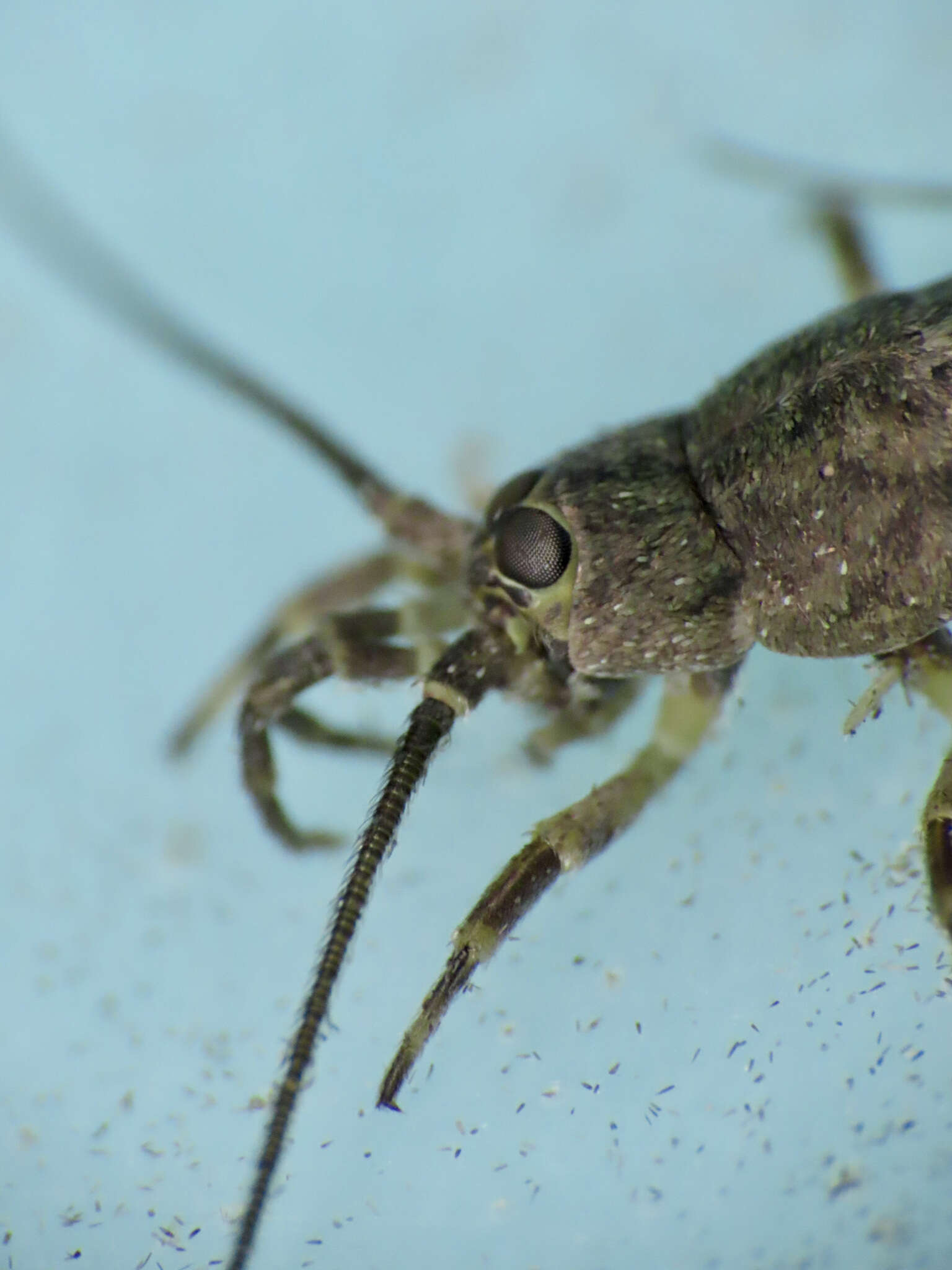 Image of Petridiobius (Petridiobius) arcticus (Folsom 1902)