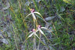 Caladenia lorea Hopper & A. P. Br.的圖片