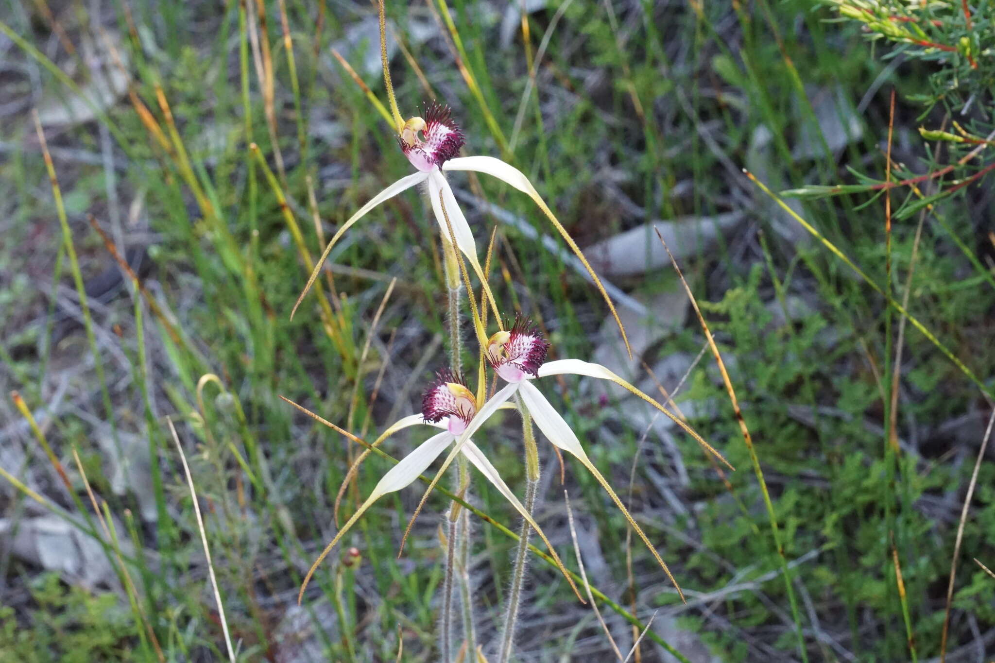 Image of Blushing spider orchid