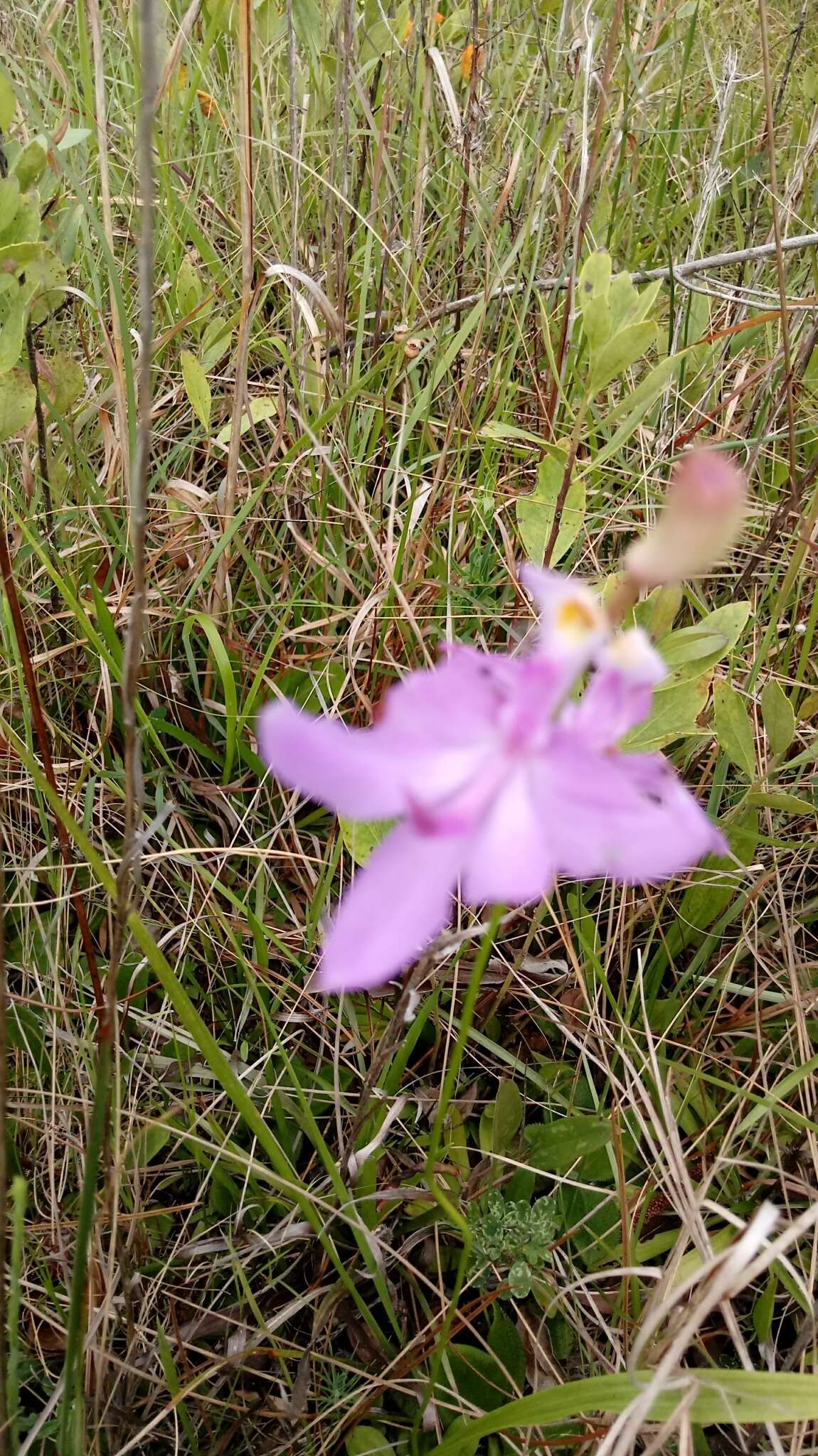 Image of Tuberous Grasspink