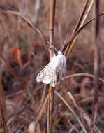 Image of Spilosoma dubia Walker 1855