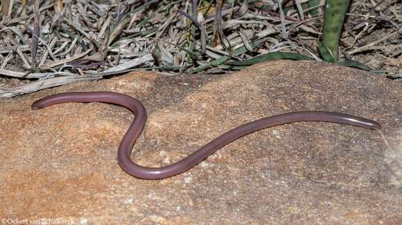 Image of Delalande's Beaked Blind Snake