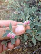 Image of Parish's snowberry