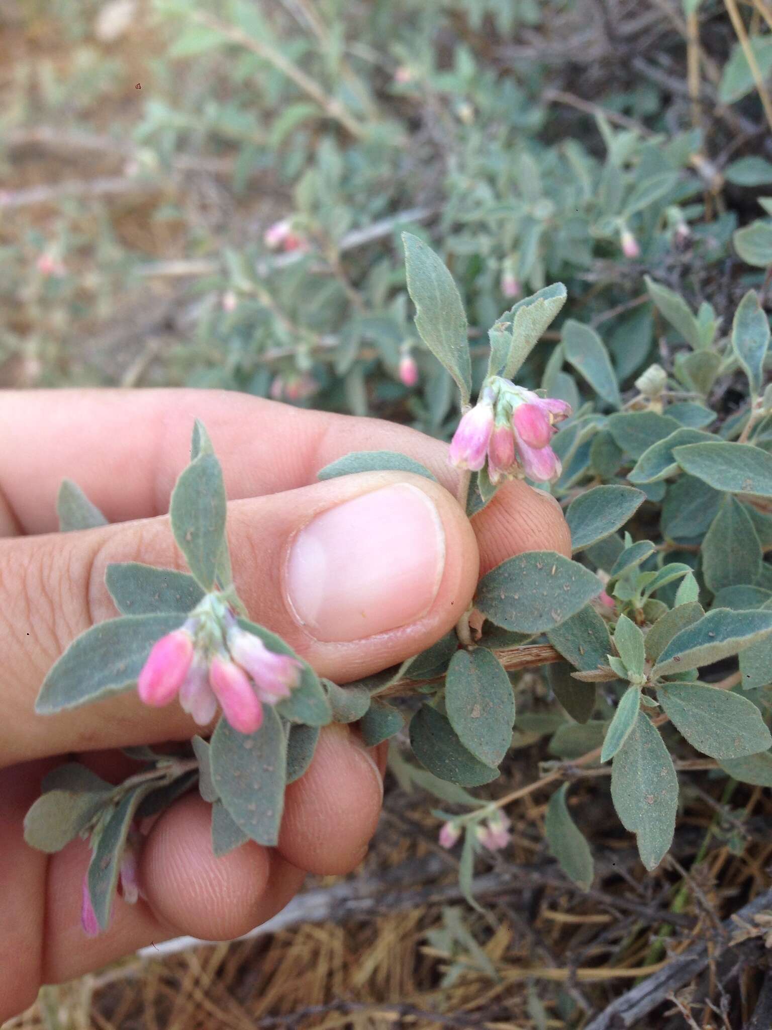 Image of Parish's snowberry