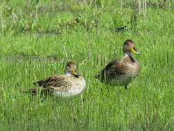 Image of Yellow-billed Pintail