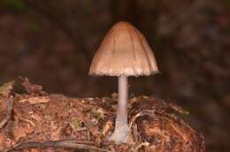 Sivun Mycena plumipes (Kalchbr.) P.-A. Moreau 2003 kuva