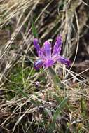 Image of Iris tigridia Bunge ex Ledeb.