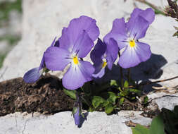 Image of Viola calcarata subsp. calcarata