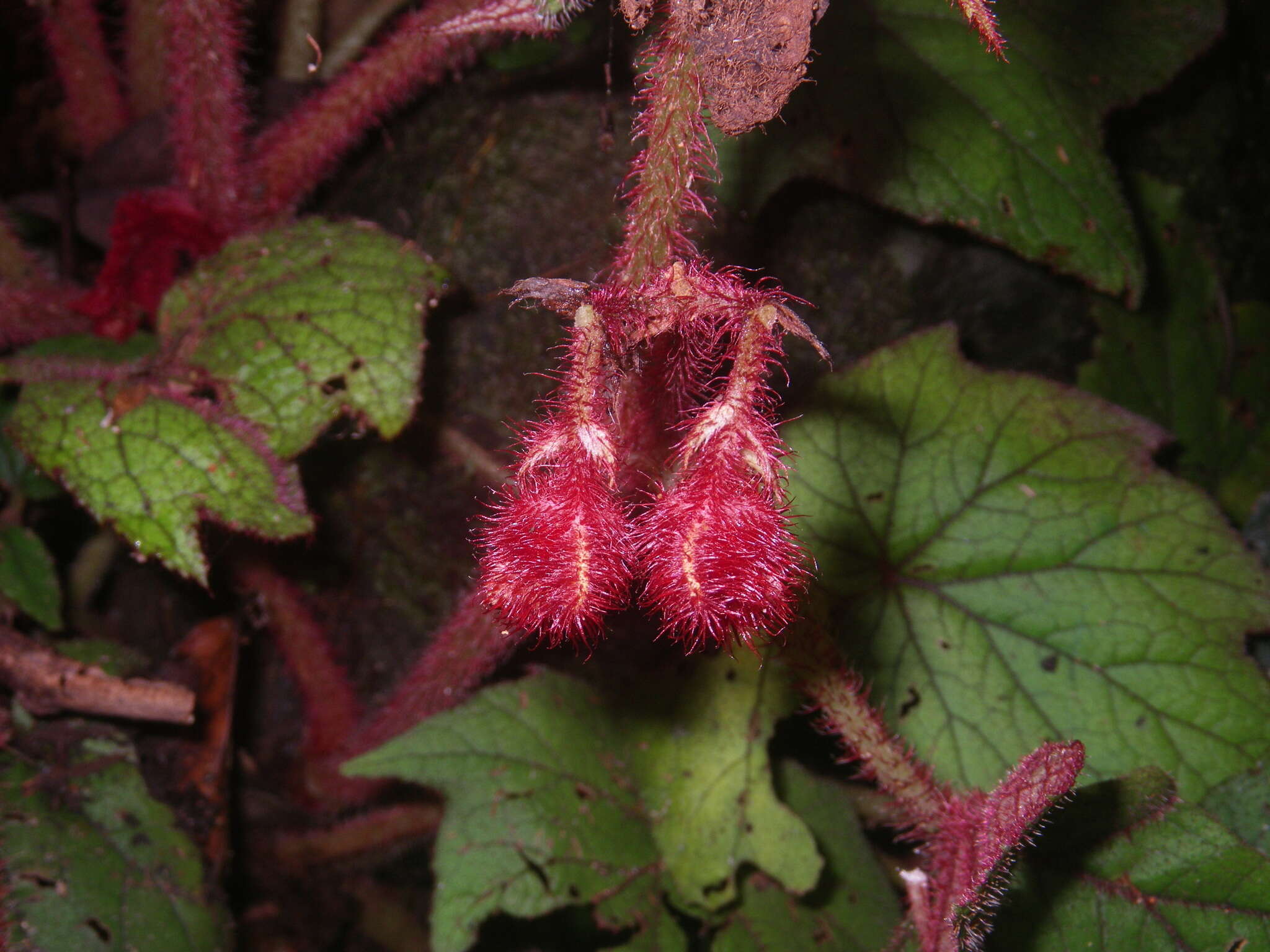 Слика од Begonia baviensis Gagnep.