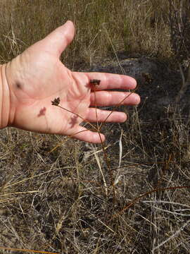 Image of Lichtensteinia obscura (Spreng.) Koso-Pol.