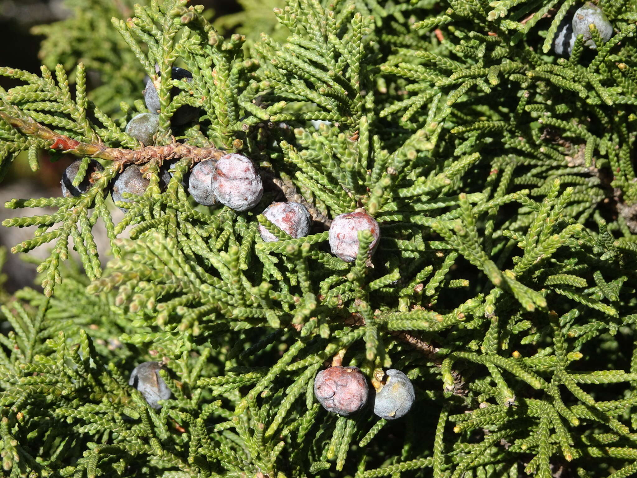 Image de Juniperus monticola Martínez