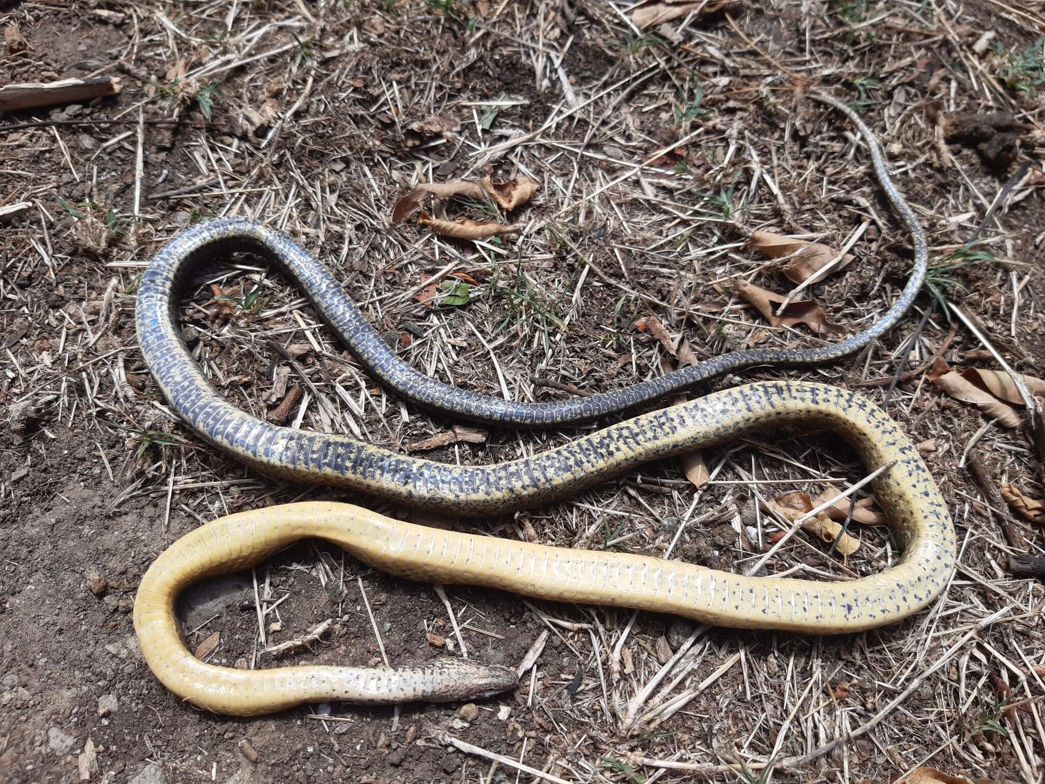 Image of Terre-De-Haut Racer