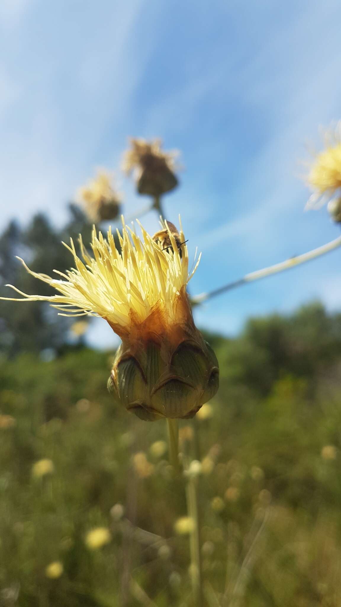 Sivun Rhaponticoides africana (Lam.) M. V. Agab. & Greuter kuva