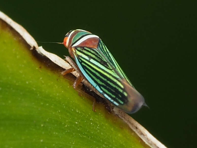 Image of Tylozygus fasciatus (Walker & F. 1851)