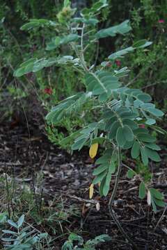 Senna lindheimeriana (Scheele) H. S. Irwin & Barneby resmi