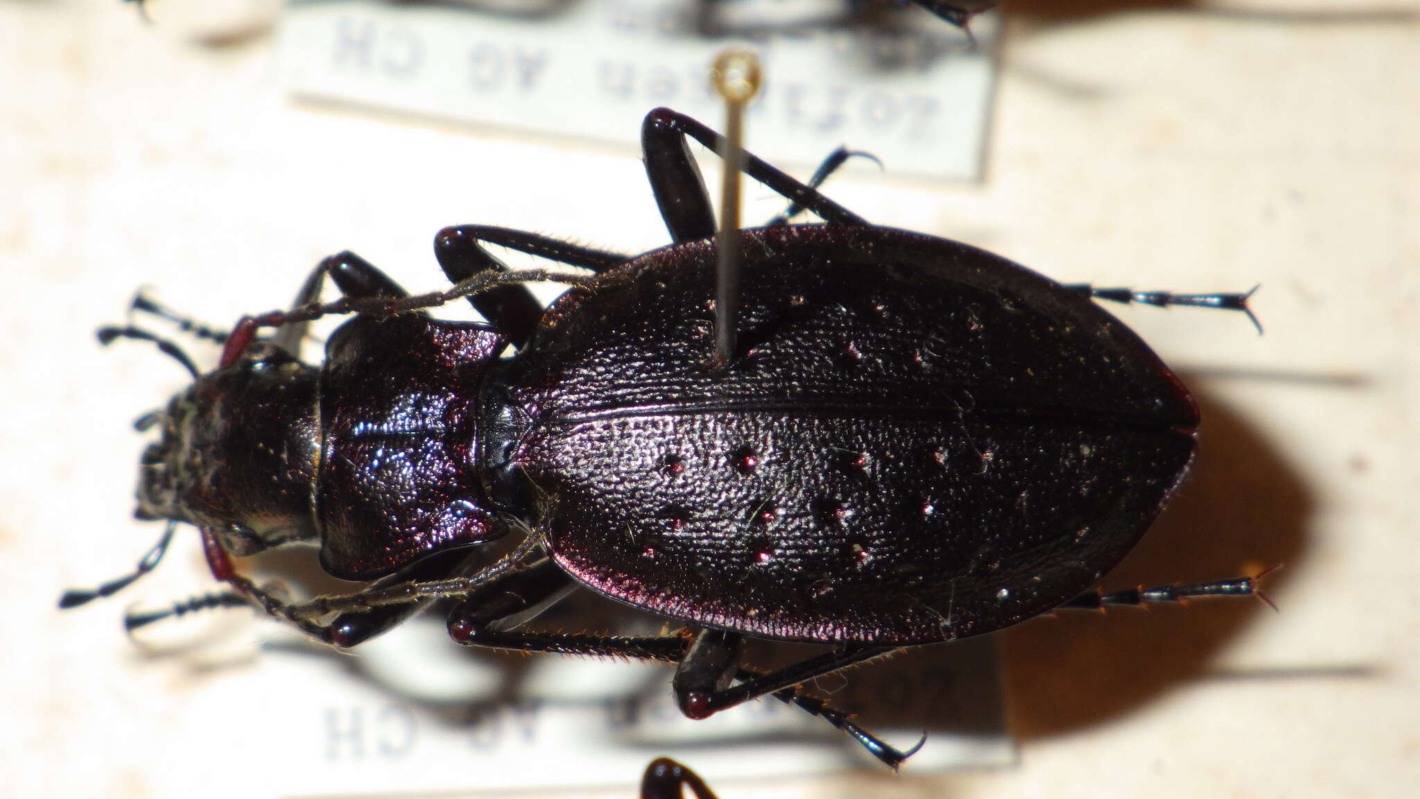 Image of Carabus (Platycarabus) irregularis Fabricius 1792