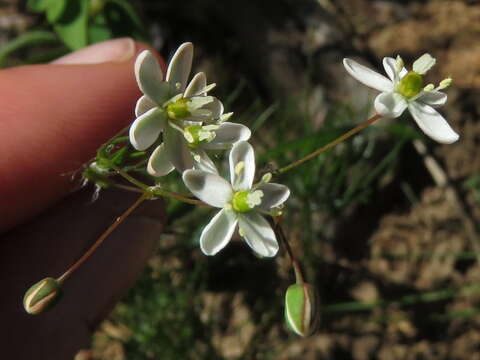 Image of Pharnaceum lanatum Bartl.