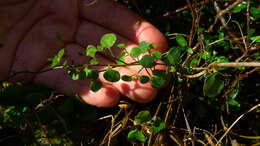 Image of Chenopodium allanii Aellen