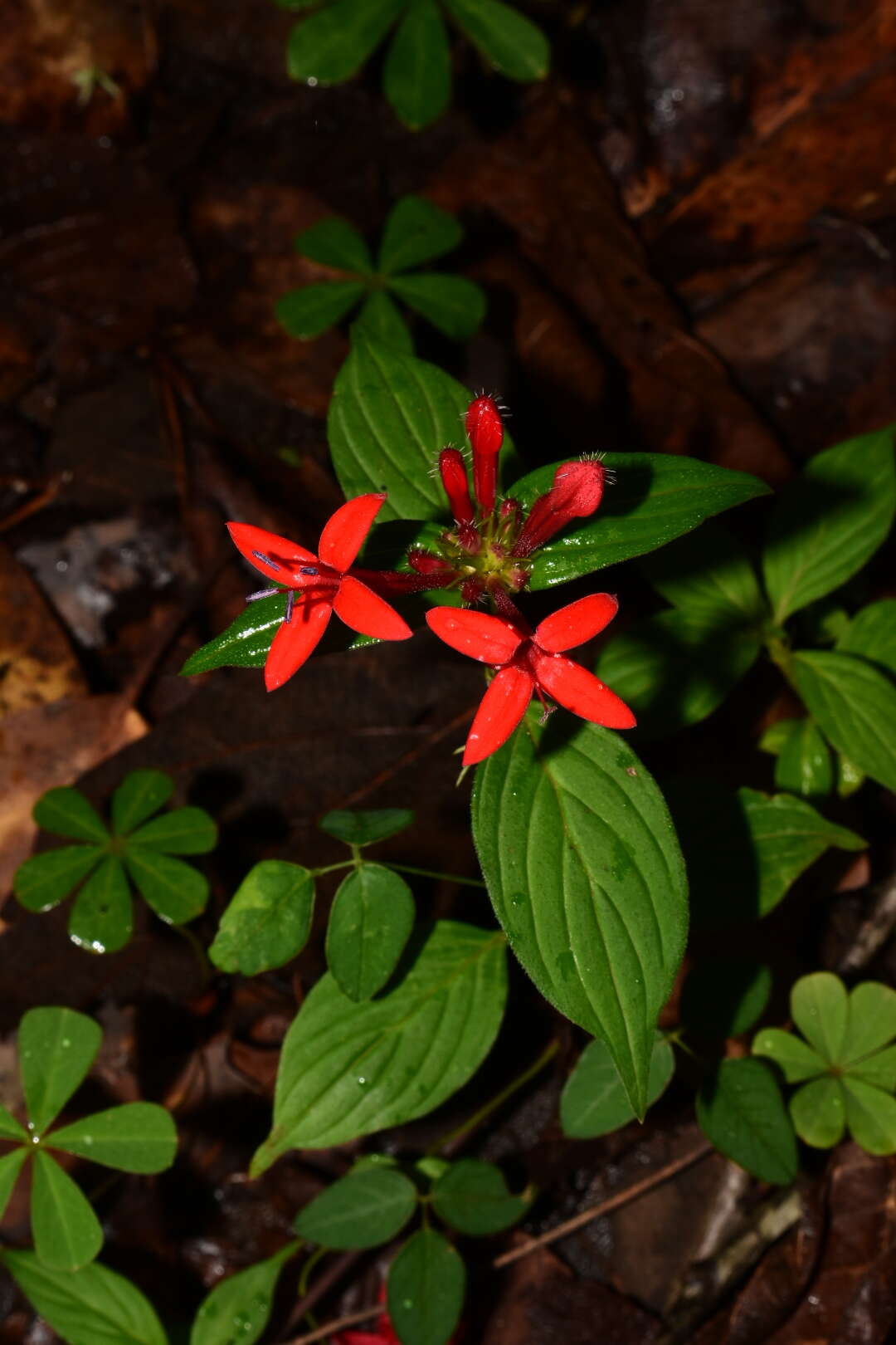 Image of Crusea coccinea DC.