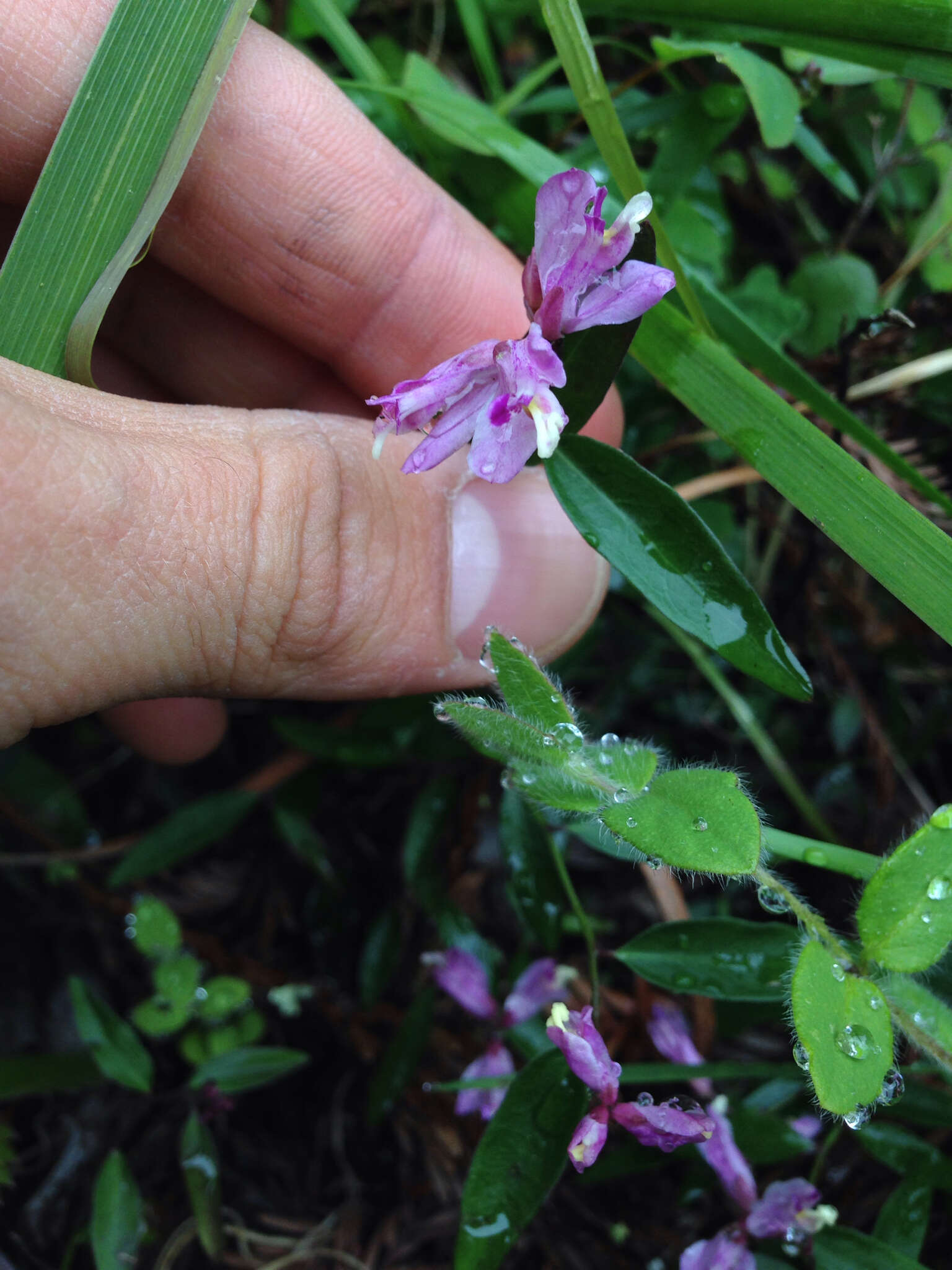 Image of California milkwort