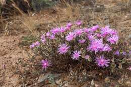 Image of Drosanthemum giffenii (L. Bol.) Schwant. apud Jacobsen