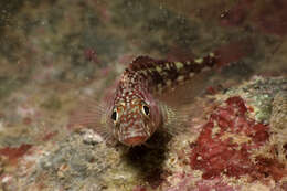 Image of Striped Triplefin