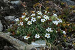 Image of Myosotis pulvinaris Hook. fil.