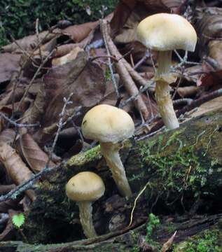 Image of Pholiota marginella Peck 1898