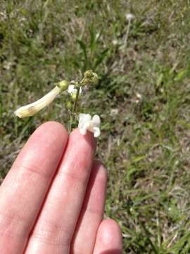 Image of Oklahoma beardtongue