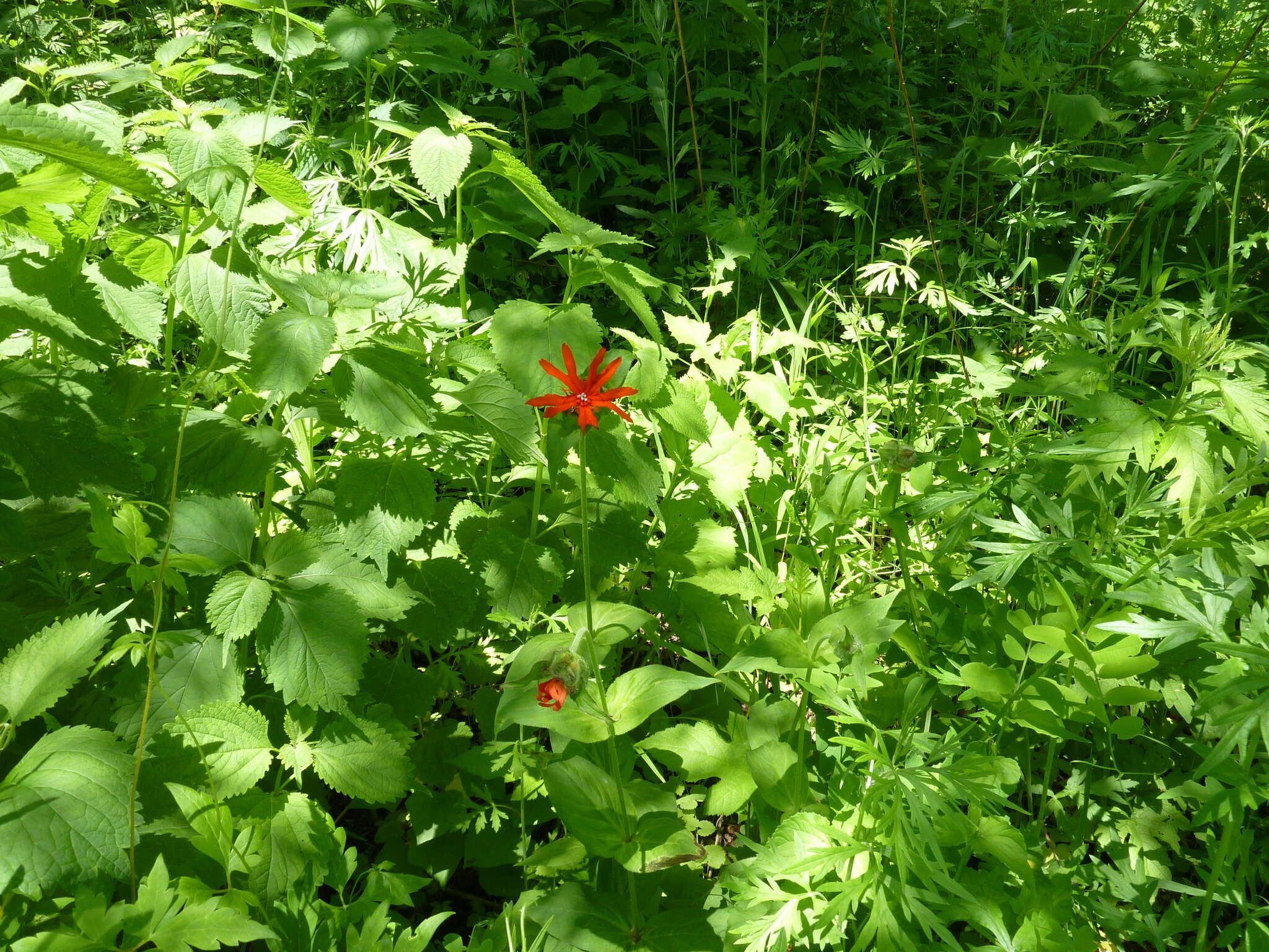 Image de Silene fulgens (Spreng.) E. H. L. Krause