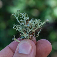 Imagem de Ramalina pollinaria (Westr.) Ach.