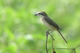 Image of Brown Shrike