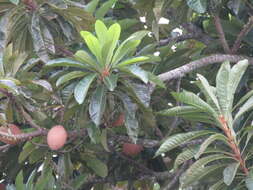 Image of mammee sapote