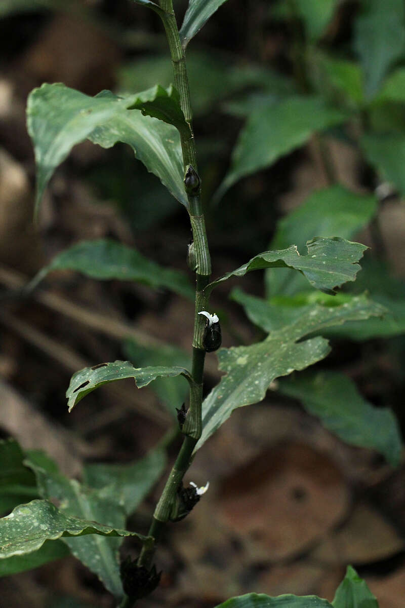 Image de Coleotrype laurentii K. Schum.