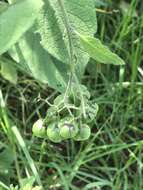 Imagem de Solanum bulbocastanum Dun.