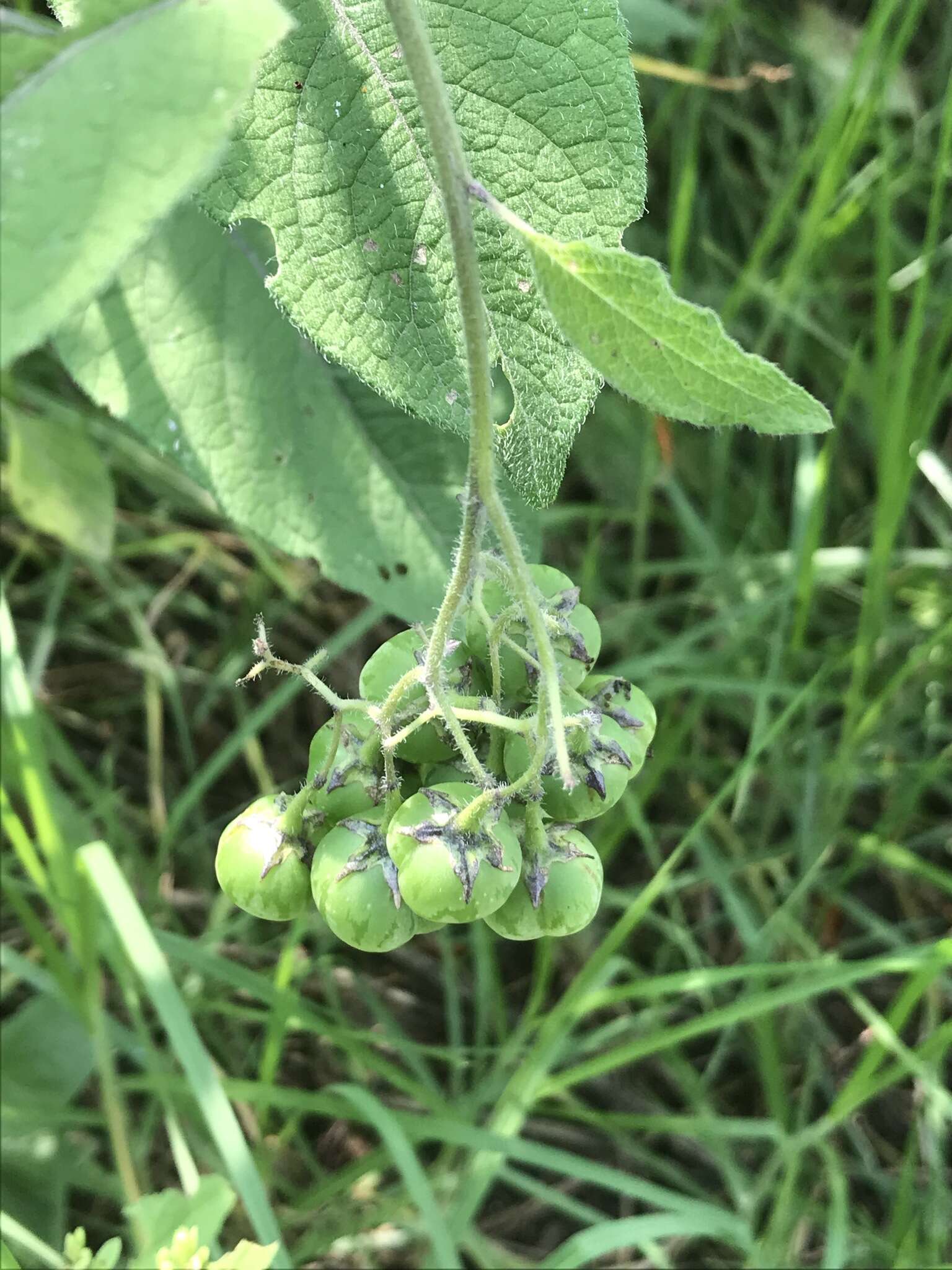 Image of ornamental nightshade