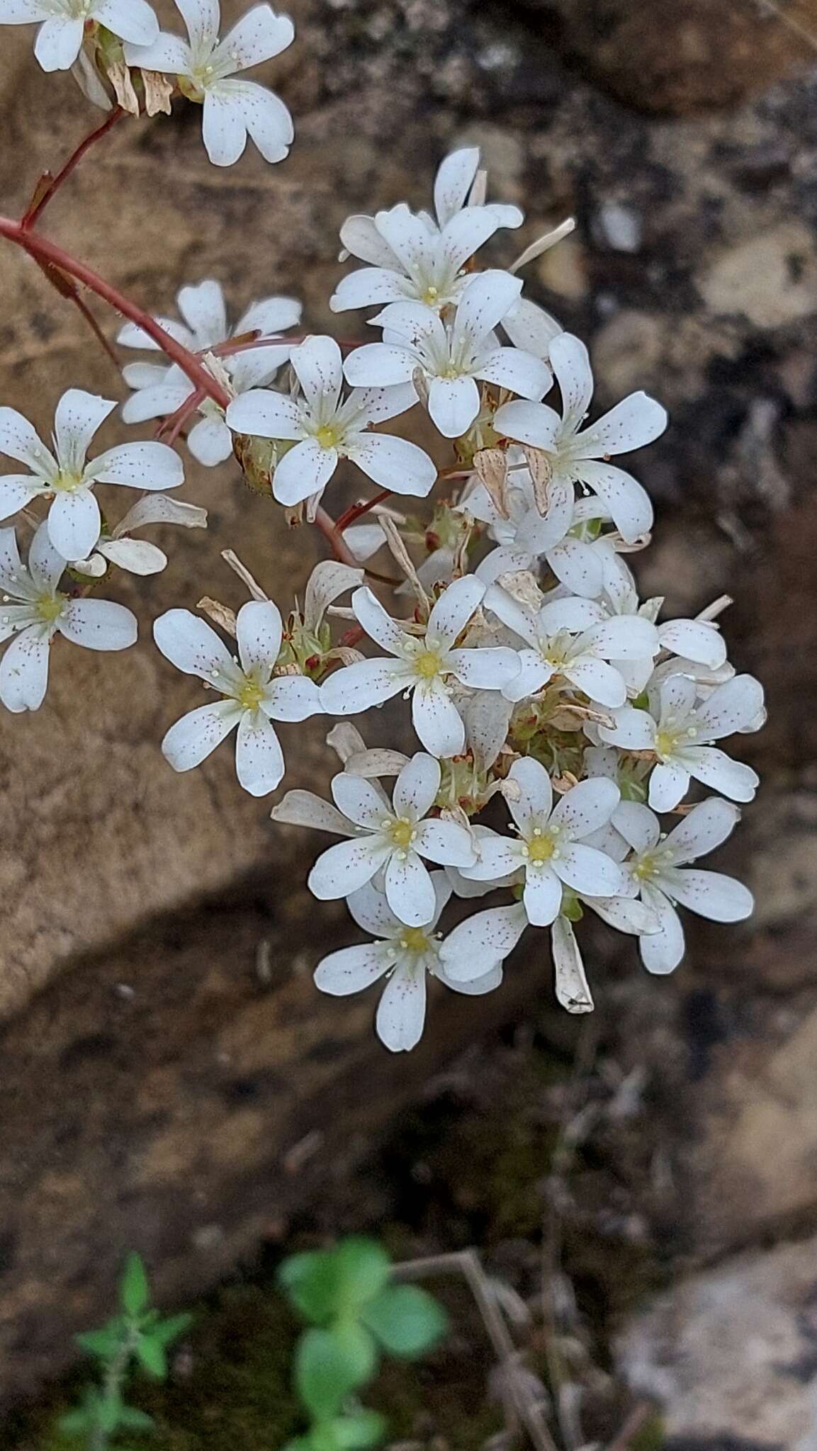 Image of Saxifraga cochlearis Rchb.