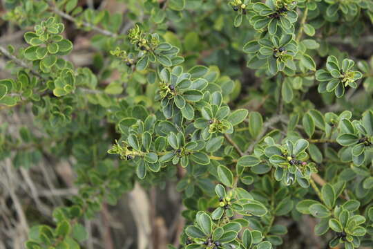 Image of Ilex kunthiana Triana