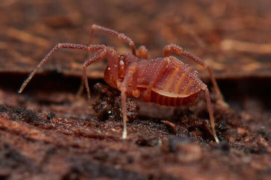 Sitalcina californica (Banks 1893) resmi