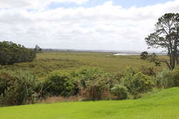 Image of Avicennia marina subsp. australasica (Walp.) J. Everett