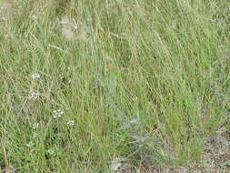 Image of yellow salsify